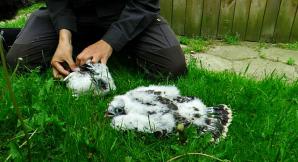 Sokoły wędrowne dostały obrączki 