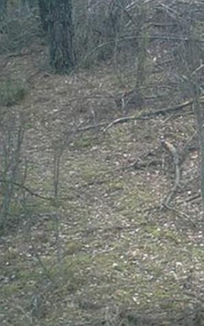 Kłusownik zatrzymany na gorącym uczynku 