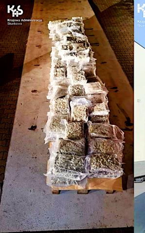 [VIDEO] Marihuana trafiła do Polski z Kalafiorami